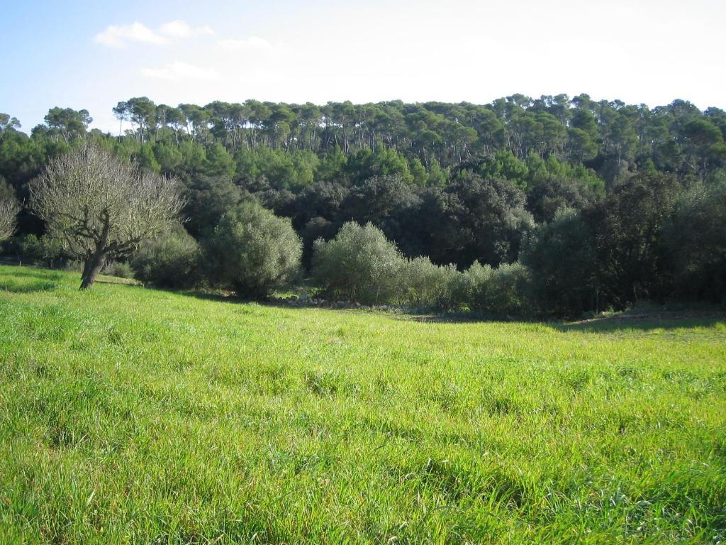 Oliver Moragues Grandhouse & Vineyard Landhuis Algaida (Mallorca)